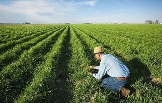 沒了中國市場，特朗普發放200億補貼資金，這次美農卻不買賬了