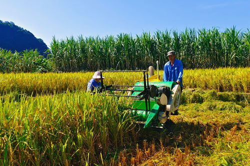 農(nóng)田四季不閑 畜產(chǎn)品購(gòu)銷貿(mào)易的發(fā)展與挑戰(zhàn)