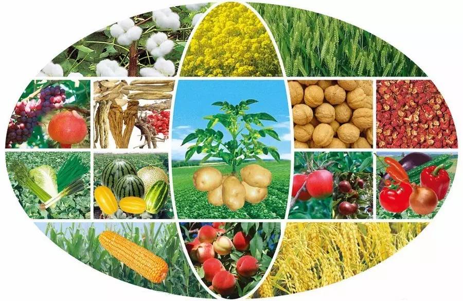 復(fù)硝酚鈉 喚醒作物潛能的農(nóng)業(yè)技術(shù)利器