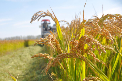 江蘇啟動(dòng)農(nóng)業(yè)“兩區(qū)”劃定，力爭(zhēng)五年內(nèi)基本完成建設(shè)，夯實(shí)糧食安全根基