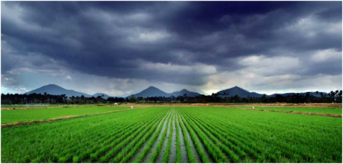 氣候變化對稻米產業的影響 挑戰與適應